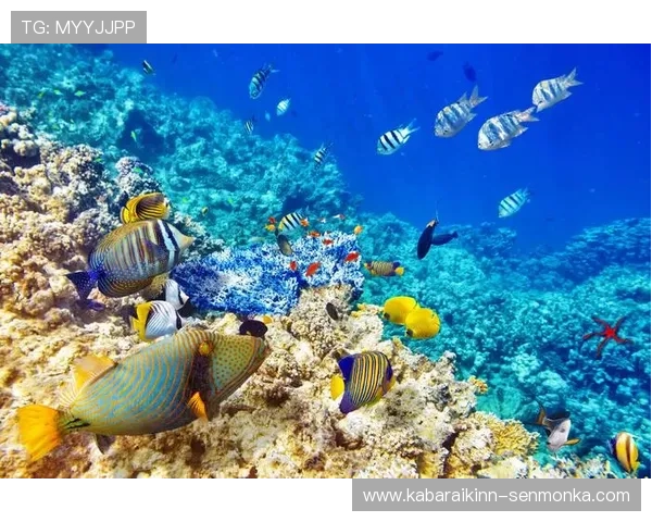 海洋之神国际版最新版本更新内容全面解析带来更多海底生物和丰富的游戏玩法